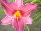 hemerocallis