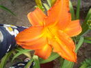 hemerocallis