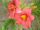 hemerocallis