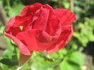 Picture My plants 3869