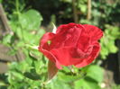 Picture My plants 3870