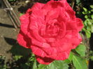 Picture My plants 3872