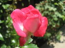 Picture My plants 3882