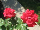 Picture My plants 3883