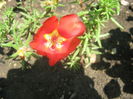 Picture My plants 3873