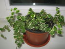Ficus pumila