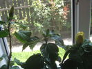 Picture My plants 3888