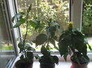 Picture My plants 3889