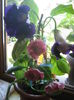 Picture My plants 3798
