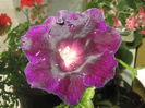 Picture My plants 3840