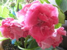 Picture My plants 3841