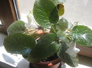 Sinningia alba