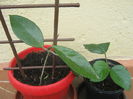 Picture My plants 3780