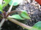 Picture My plants 3843