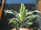 Dracena