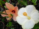 SAM_6681