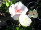SAM_6685