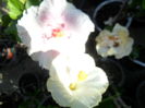 SAM_6686