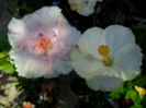 SAM_6687