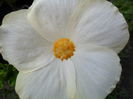 SAM_6688