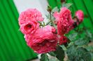 Rosarium Uetersen
