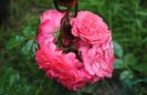 Rosarium Uetersen