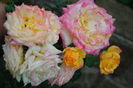 gartenspass_kordes