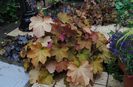 heuchera caramel