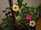 DSC00254