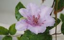 clematis Marmori