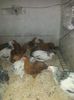 Pui CG, BHD, SHD, NH
