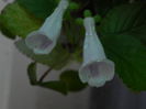DSCN7971