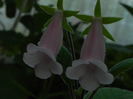 DSCN7991