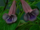 DSCN7999
