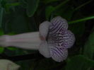 DSCN8057