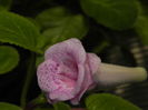 DSCN8103