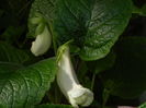 DSCN8136