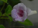 DSCN8163