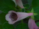 DSCN8167