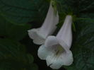 DSCN8168