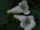DSCN8169