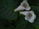 DSCN8170