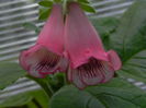 DSCN8172