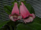 DSCN8174