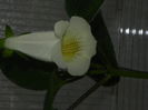 DSCN8175