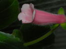 DSCN8176