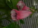 DSCN8184