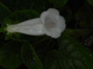 DSCN8185