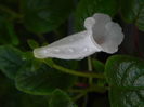 DSCN8187
