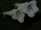 DSCN8213